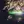 Irukanji thumbnail