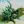 Alien Immigrant «Plant Medicine» EP thumbnail