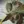Nuada «Tools Of Perception» thumbnail